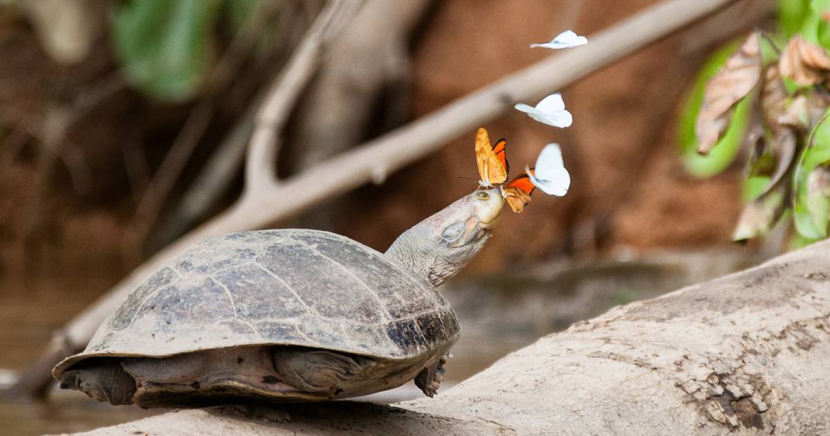 Butterflies Drinking Turtle Tears in Peru - Best Time