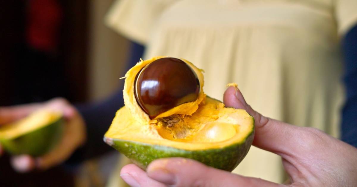 Lucuma in Peru - Best Time