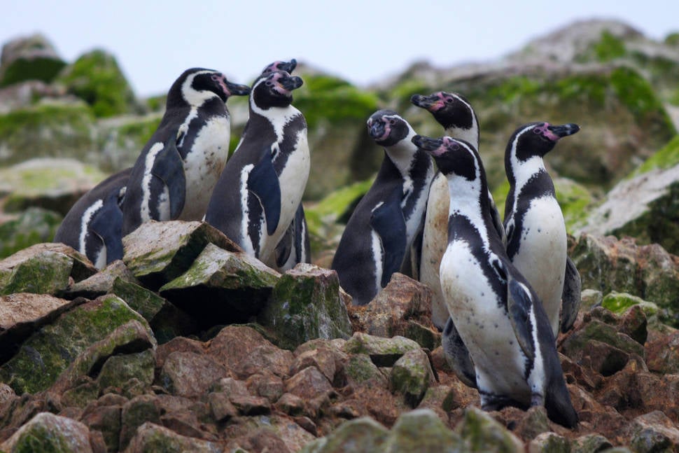 Best time for Marine Fauna of the Ballestas Islands