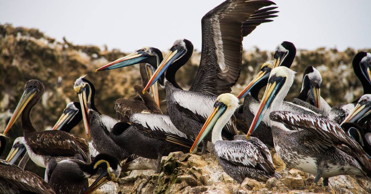 Marine Fauna of the Ballestas Islands in Peru - Best Time