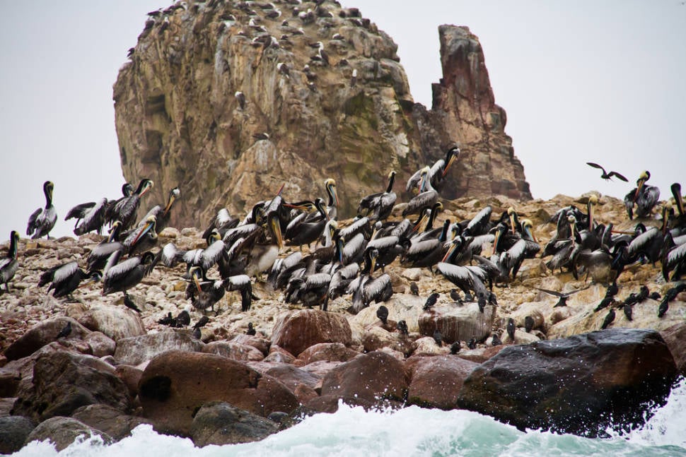 Best time for Marine Fauna of the Ballestas Islands in Peru