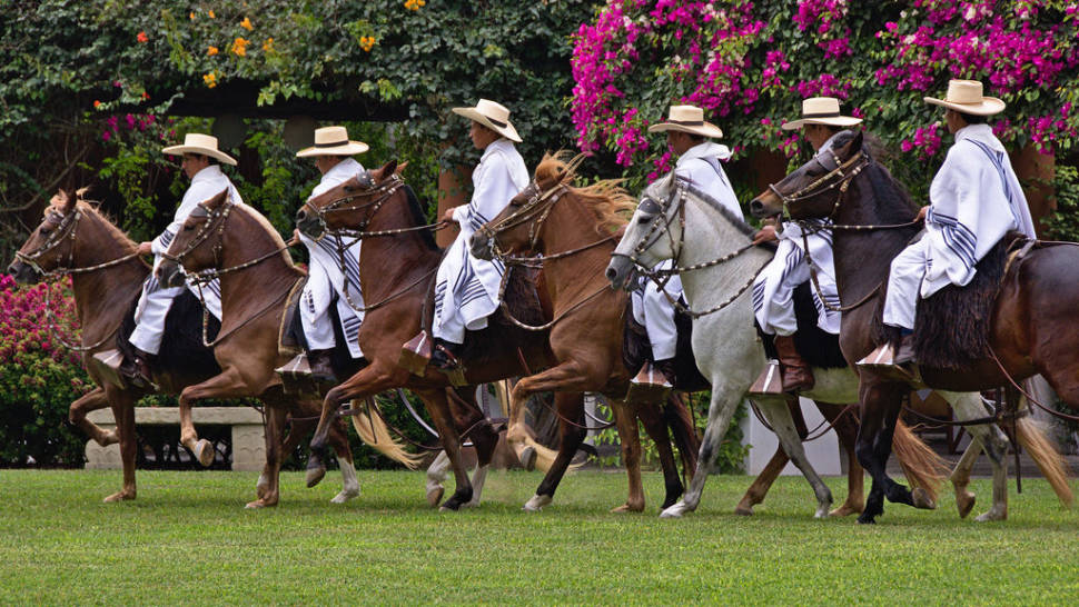 Peruvian Paso Horse Competitions in Peru - Best Season