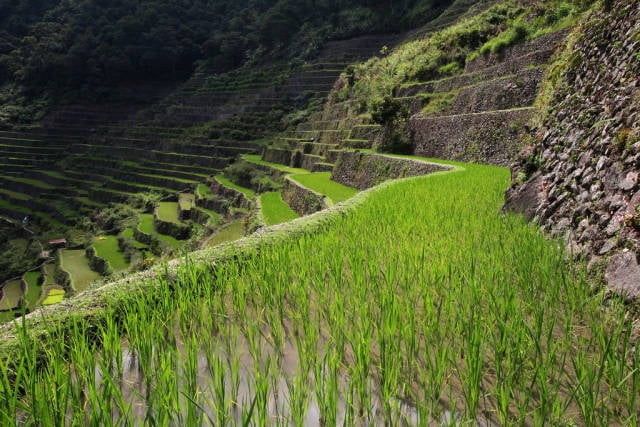 Best time for Banaue and Batad Rice Terraces in Philippines