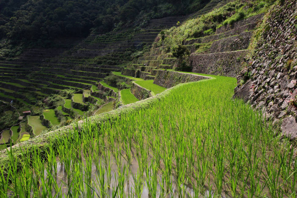 Best time for Banaue and Batad Rice Terraces in Philippines