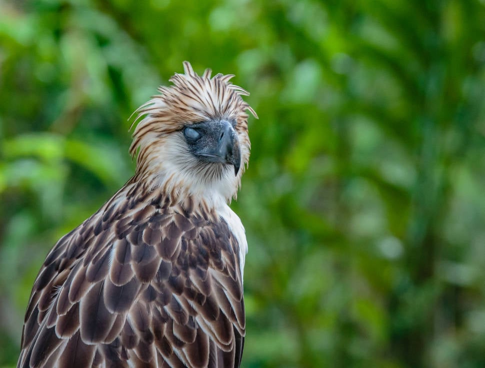 Best time to see Philippine Eagle in Philippines