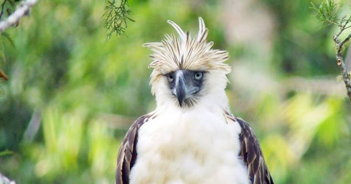 Philippine Eagle in Philippines - Best Time
