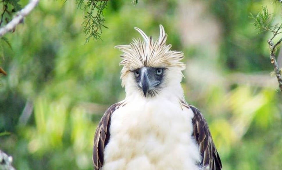 Philippine Eagle in Philippines - Best Time