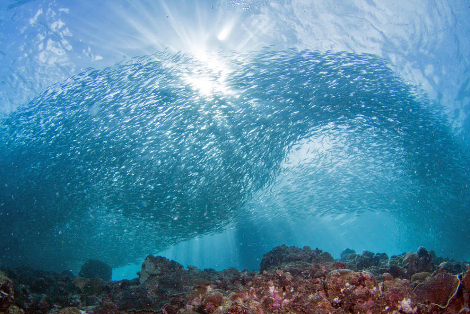 Best time for Snorkelling and Scuba Diving in Philippines