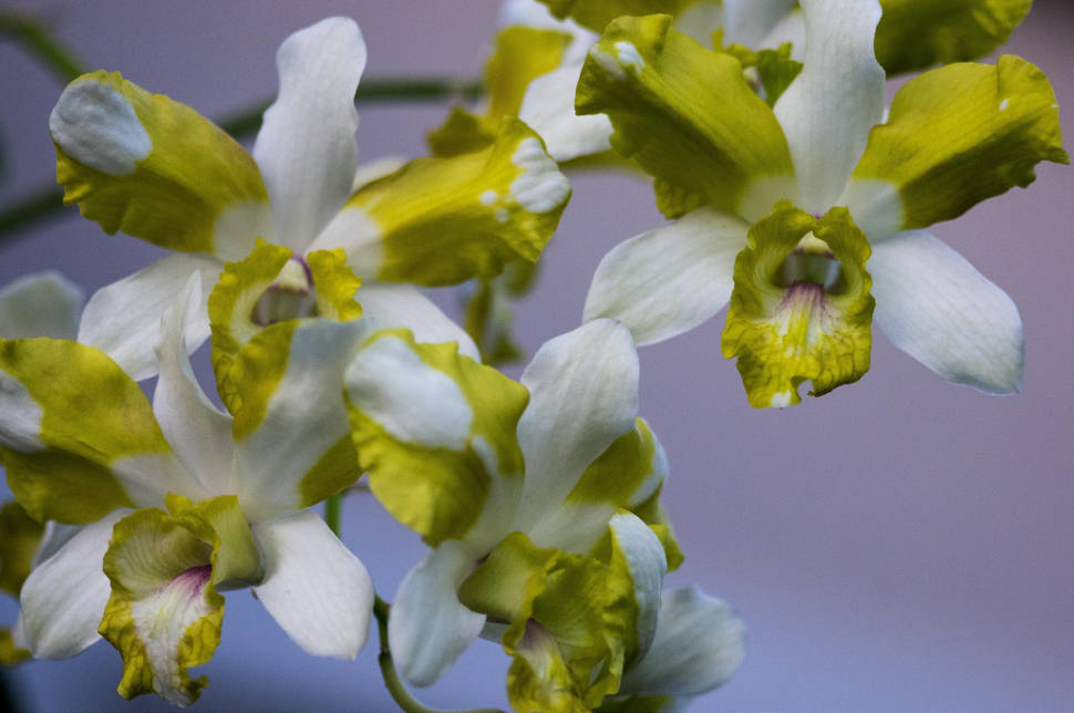Waling-Waling Orchid in Philippines - Best Season