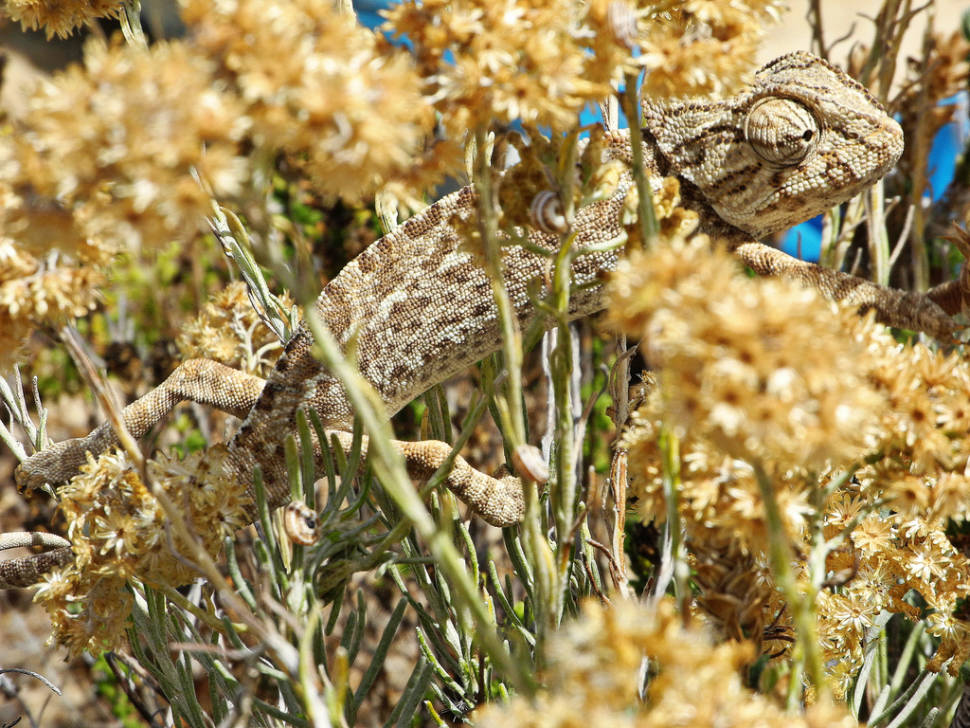 Chameleons and Other Reptiles in Algarve in Portugal - Best Season