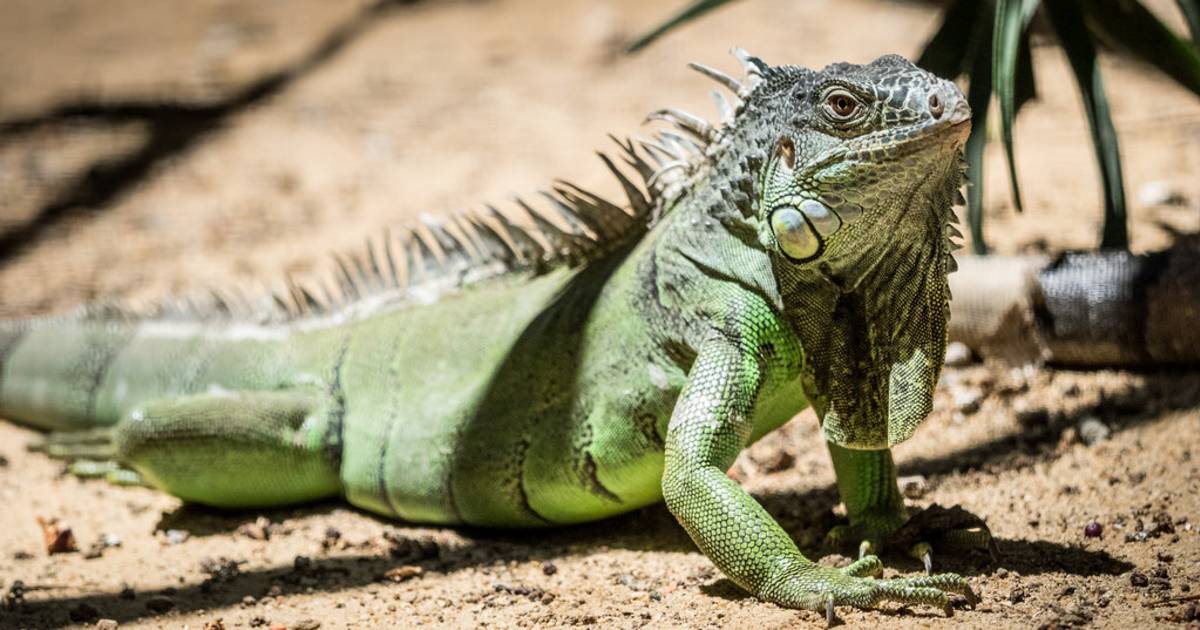 Chameleons and Other Reptiles in Algarve in Portugal - Best Time