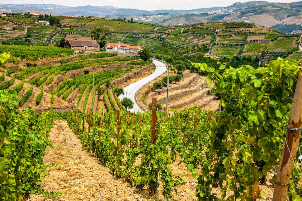 Exploring Douro Valley in Portugal - Best Season