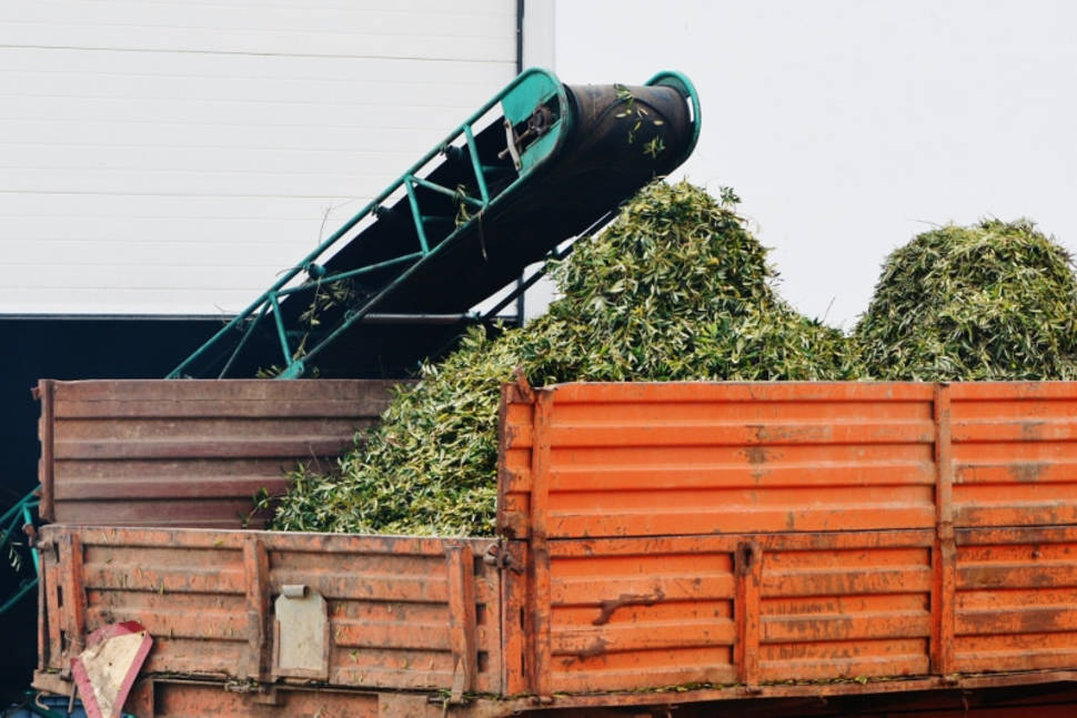 Olive Harvest in Portugal - Best Season