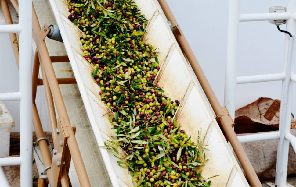 Olive Harvest in Portugal - Best Time