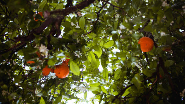 Orange Blossom in Portugal - Best Season