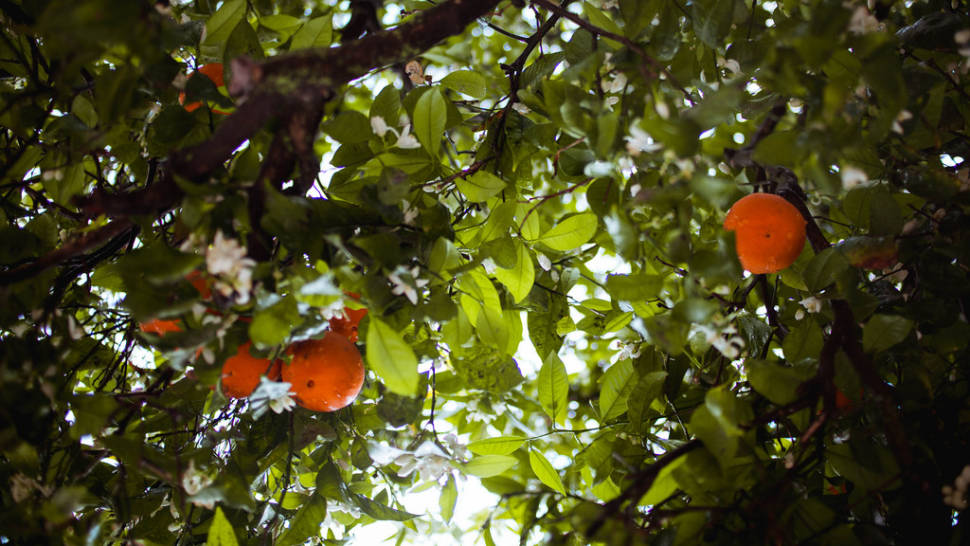 Orange Blossom in Portugal - Best Season