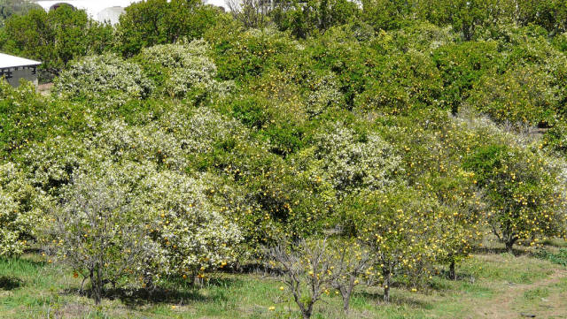 Best time for Orange Blossom in Portugal