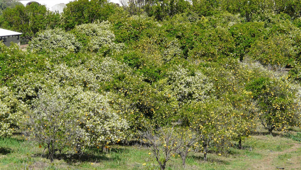 Best time for Orange Blossom in Portugal
