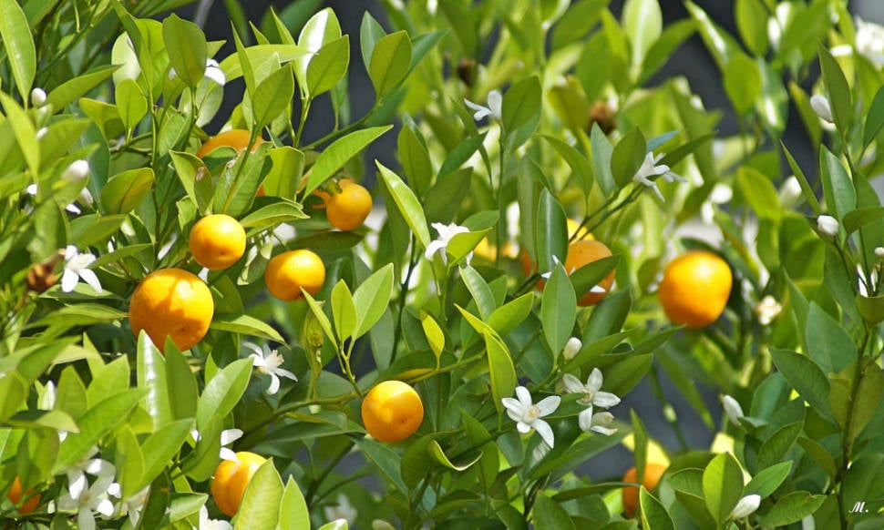 Orange Blossom in Portugal - Best Time