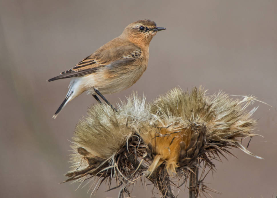 Sagres Birdwatching in Portugal - Best Season