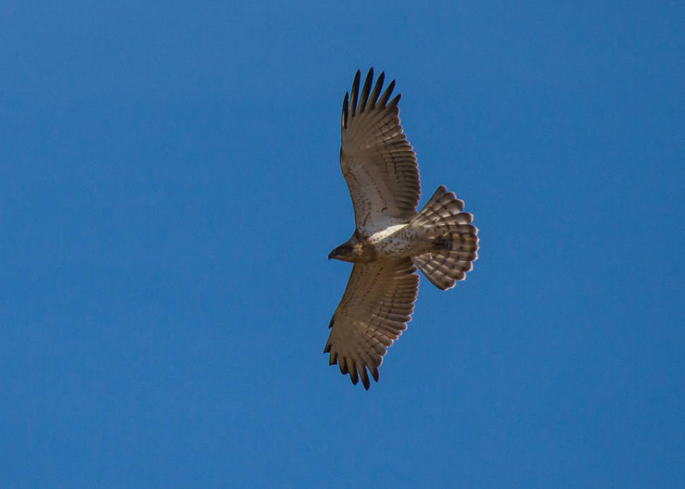 Best time for Sagres Birdwatching in Portugal