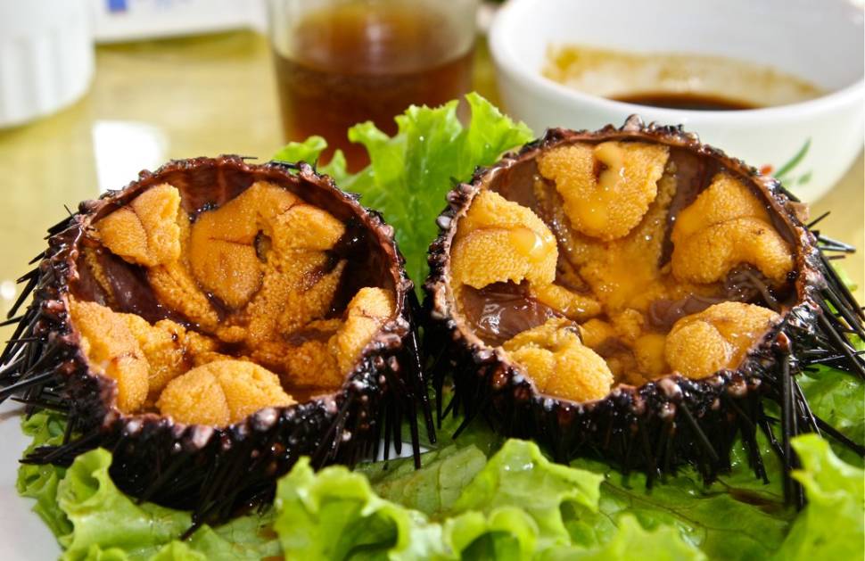 Sea Urchins in Portugal - Best Season
