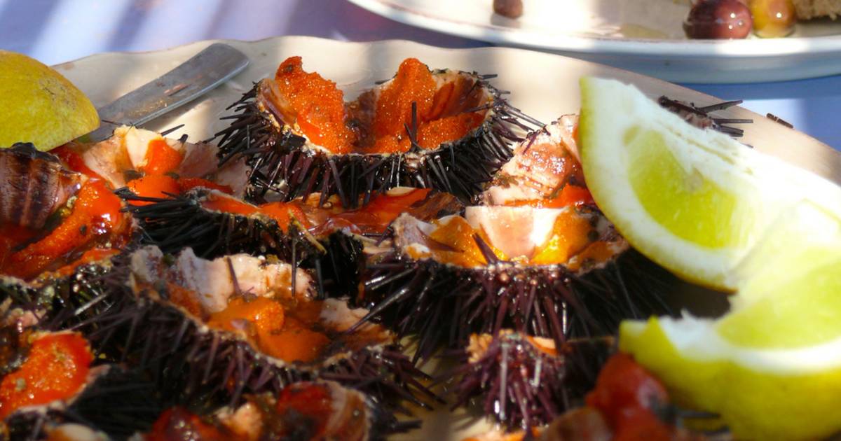 Sea Urchins in Portugal - Best Time