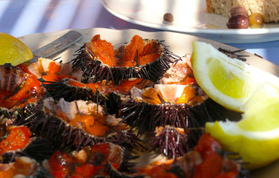 Sea Urchins in Portugal - Best Time