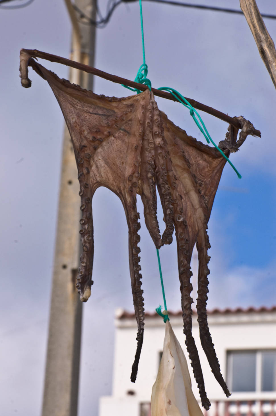 Sun-Dried Octopus in Portugal - Best Season
