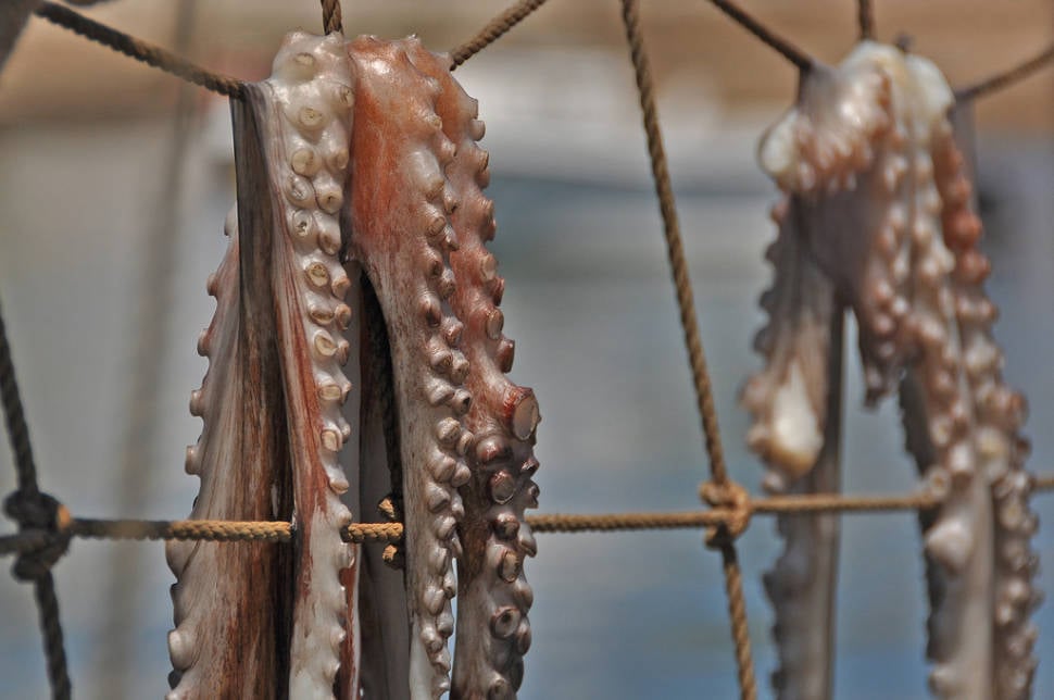 Sun-Dried Octopus in Portugal - Best Time