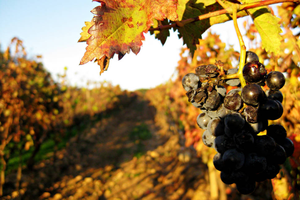 Wine Season in Portugal - Best Season