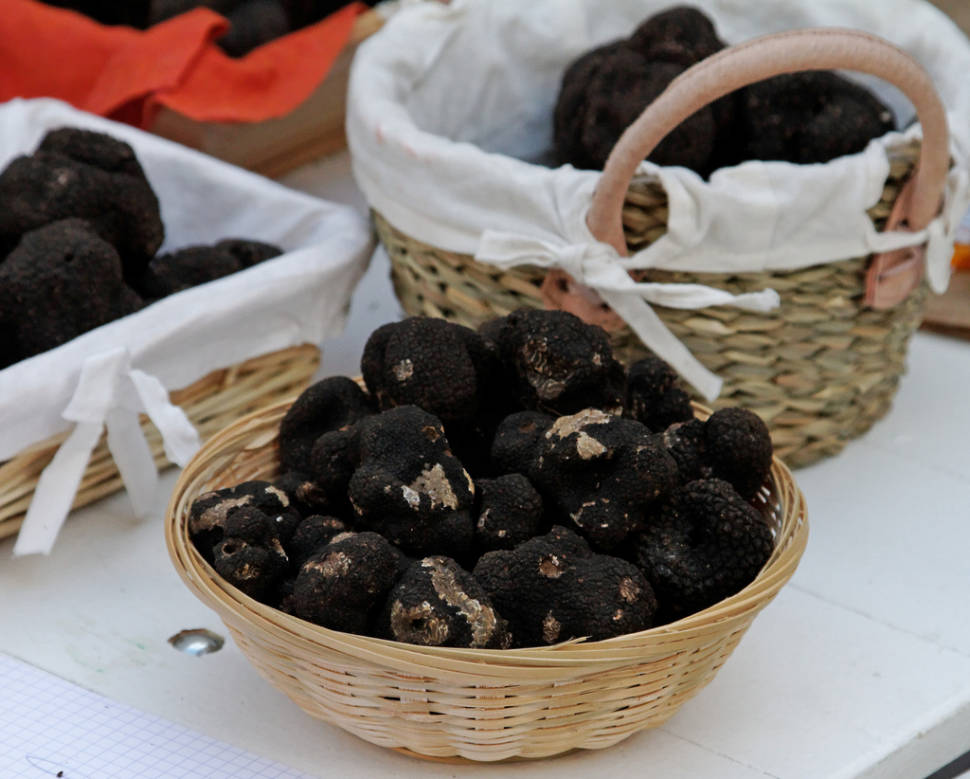 Black Truffle in Provence & French Riviera - Best Season