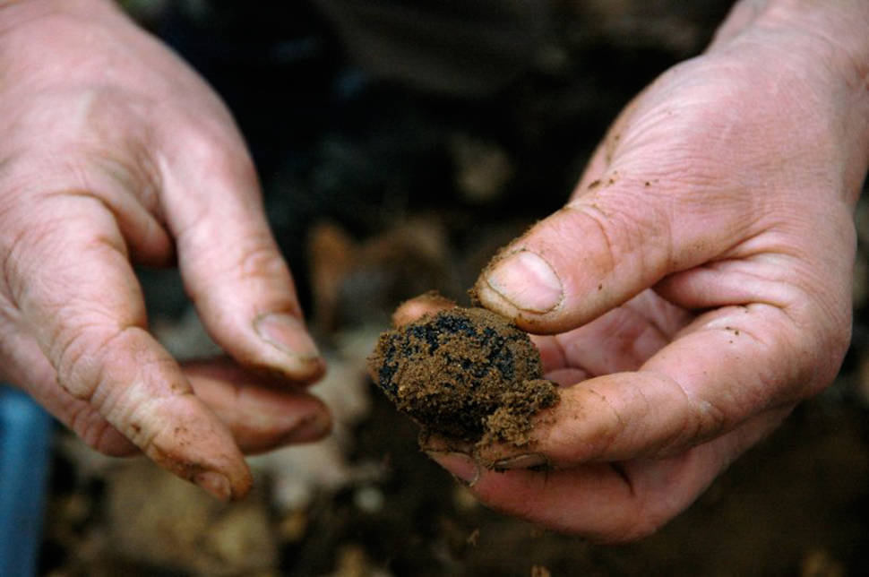 Black Truffle in Provence & French Riviera - Best Time