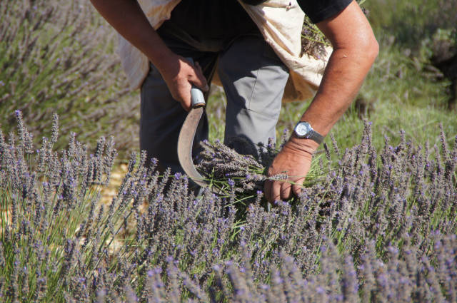 Best time to see Lavender Fields in Bloom in Provence & French Riviera