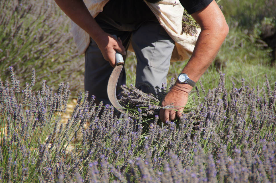 Best time to see Lavender Fields in Bloom in Provence & French Riviera