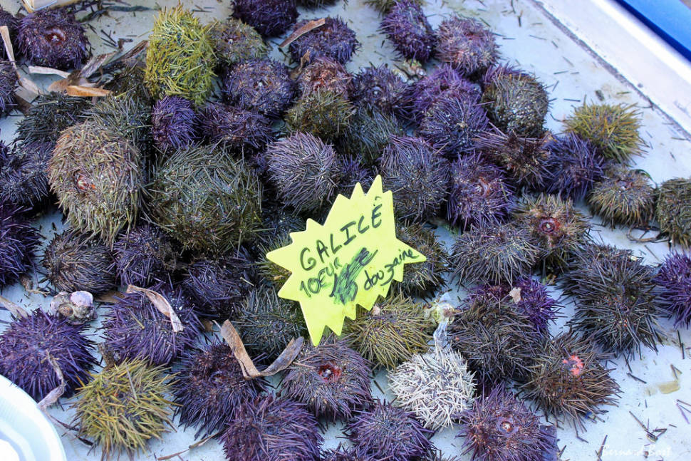 Les Oursinades in Provence & French Riviera - Best Season