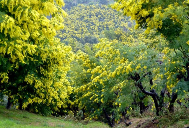 Best time for Mimosa Route in Provence & French Riviera