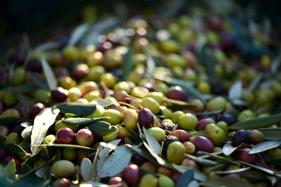 Olive Picking in Provence & French Riviera - Best Time