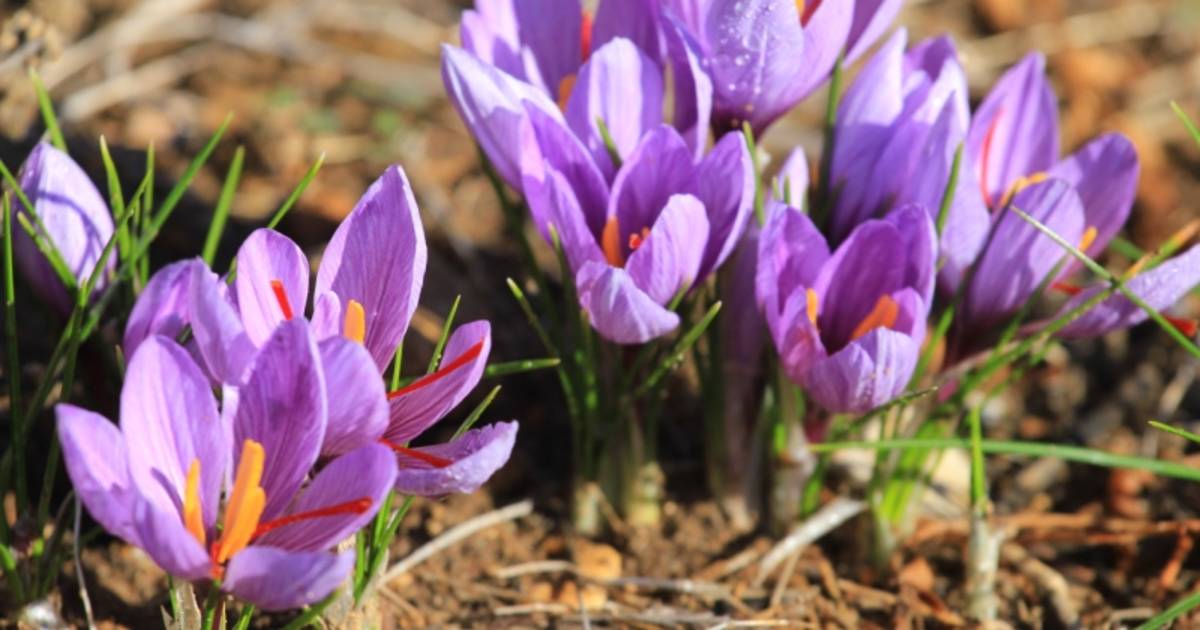 Saffron Farms in Provence & French Riviera - Best Time