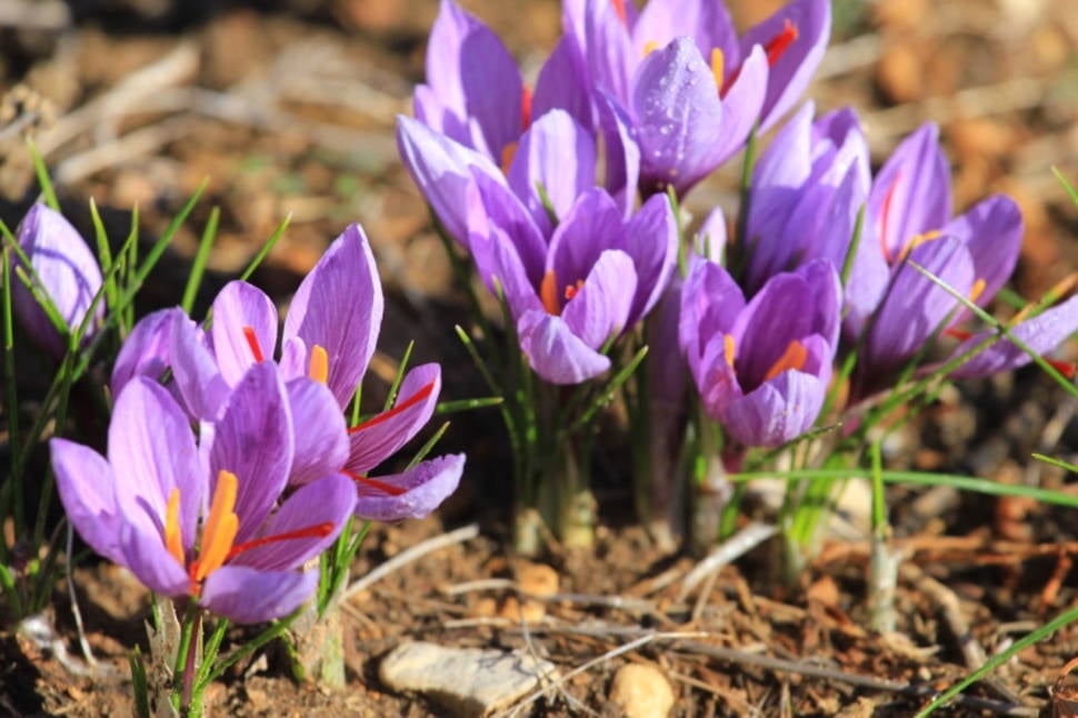 Saffron Farms in Provence & French Riviera - Best Time