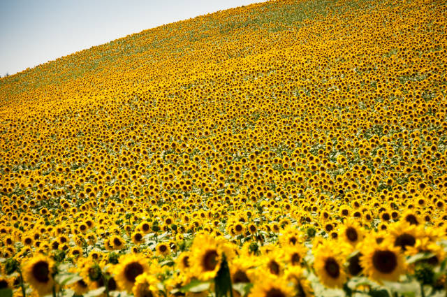 Best time for Sunflowers in Bloom in Provence & French Riviera