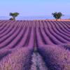 Best time to visit Provence & French Riviera