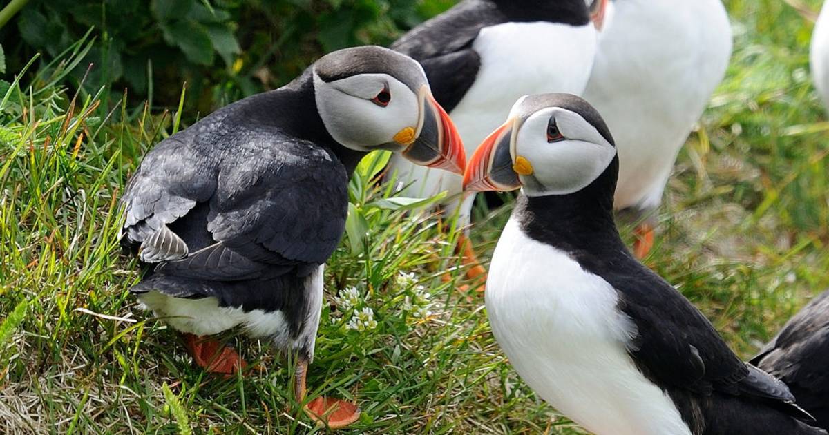 Atlantic Puffins in Quebec - Best Time