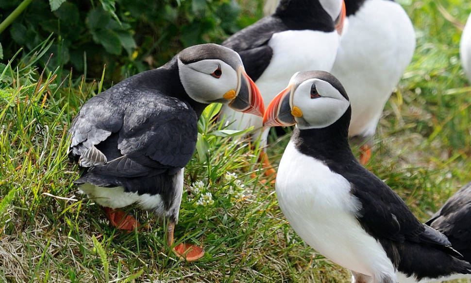 Atlantic Puffins in Quebec - Best Time