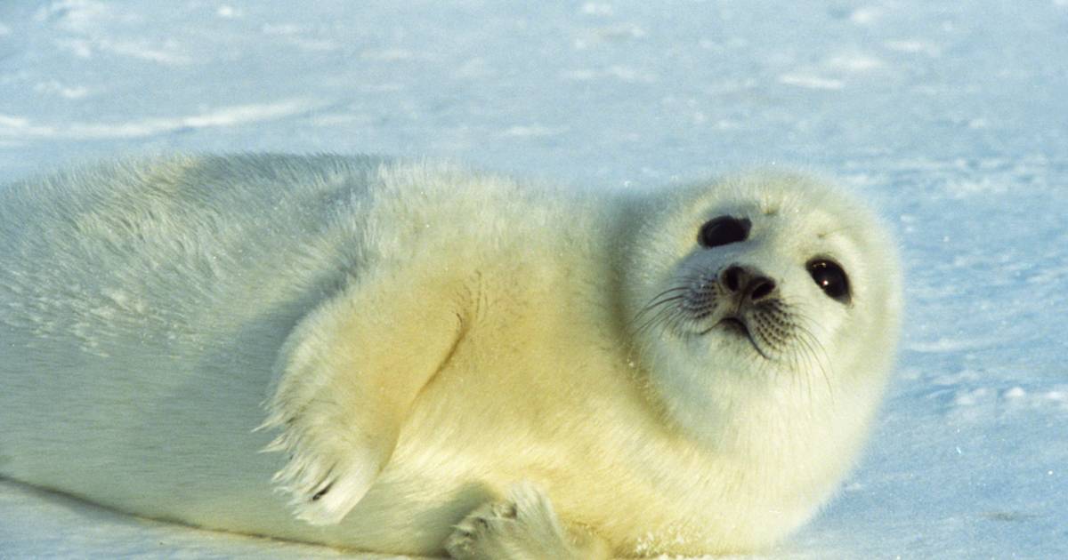 Baby Seals in Quebec - Best Time
