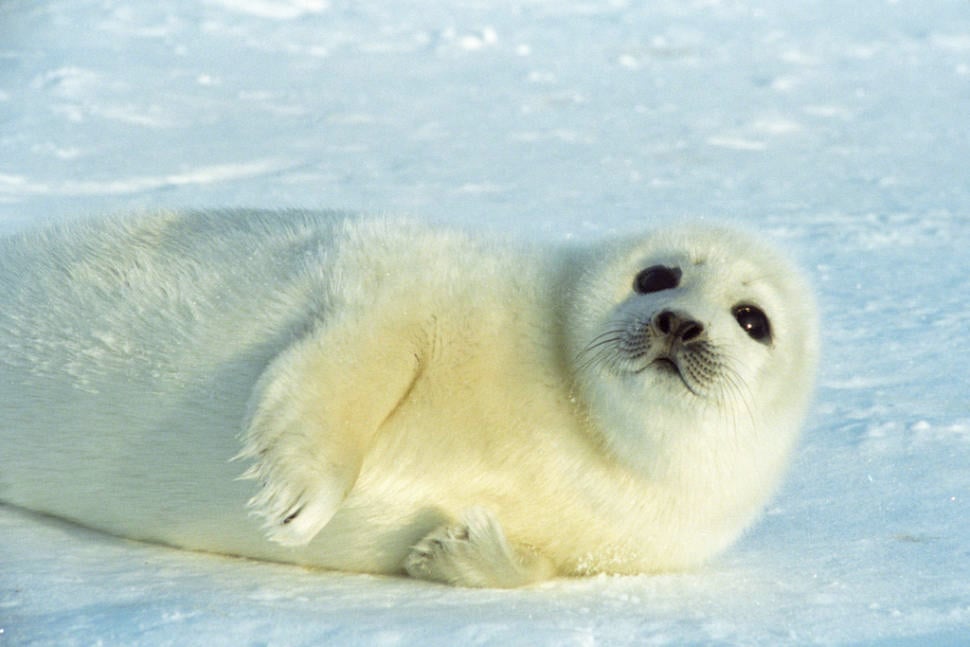 Baby Seals in Quebec - Best Time
