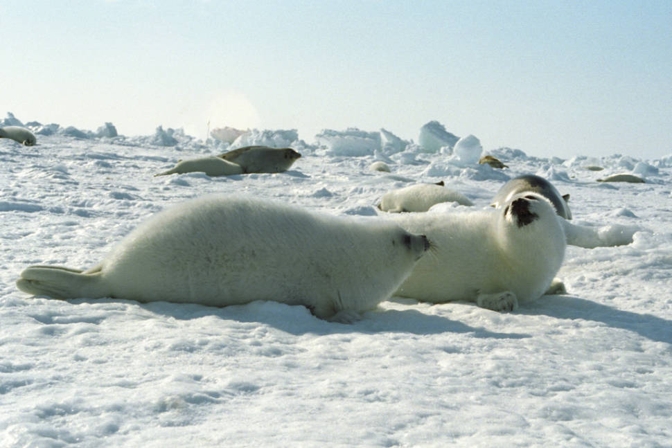Baby Seals in Quebec - Best Season