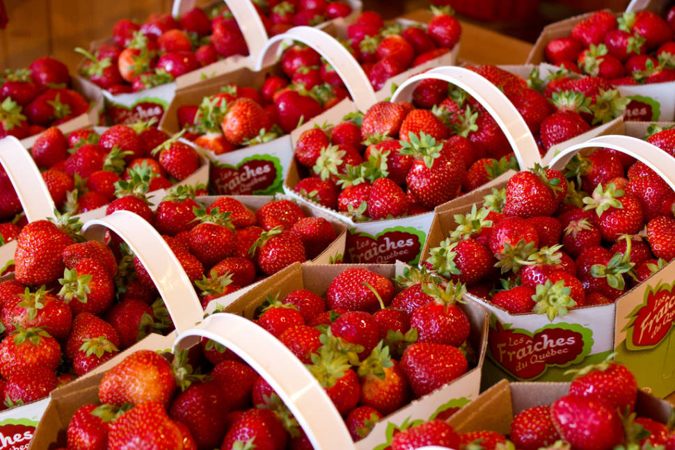 Berries from Île d'Orléans in Quebec - Best Time