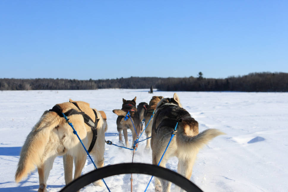 Dog Sledding in Quebec - Best Time