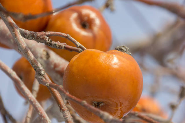 Best time for Ice Cider Apple Picking in Quebec